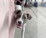 Small #1 Boxer Mix