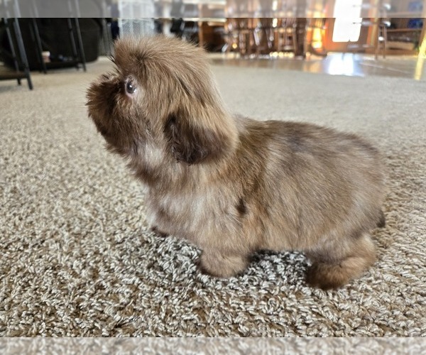 Medium Photo #7 Shih Tzu Puppy For Sale in CARLYLE, IL, USA