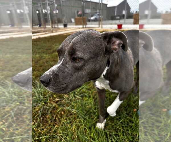 Medium Photo #3 American Staffordshire Terrier Puppy For Sale in Pierceton , IN, USA