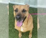 Small #1 Carolina Dog