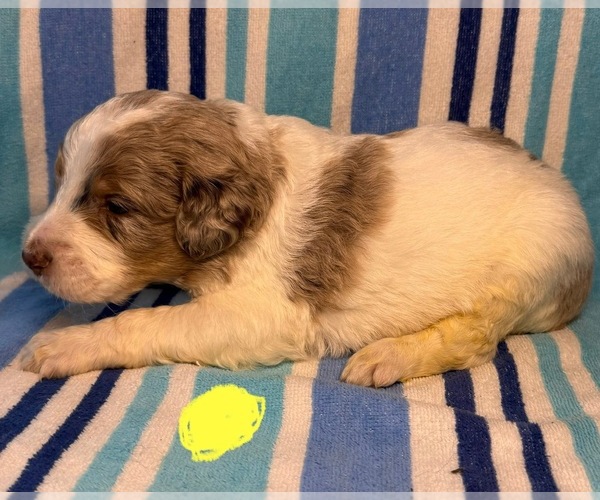Medium Photo #7 Goldendoodle Puppy For Sale in WOODLEAF, NC, USA