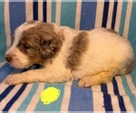 Small #6 Goldendoodle