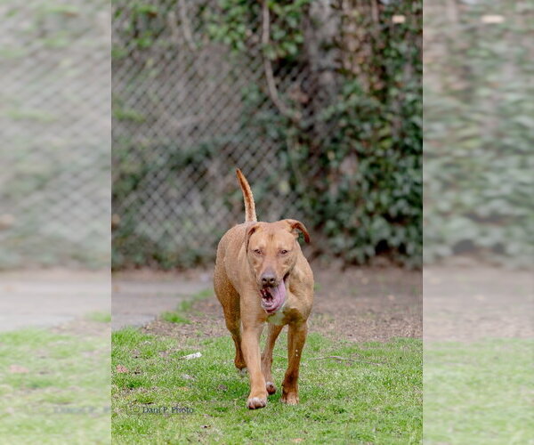 Medium Photo #1 Doberman Pinscher-German Shepherd Dog Mix Puppy For Sale in McDonough, GA, USA