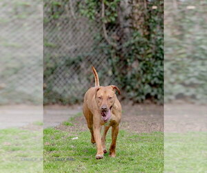 Doberman Pinscher-German Shepherd Dog Mix Dogs for adoption in McDonough, GA, USA