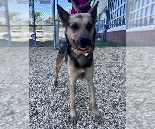 Medium Photo #2 German Shepherd Dog-Unknown Mix Puppy For Sale in Forestville, MD, USA