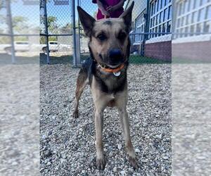 MAX - Male German Shepherd Dog-Unknown Mix Dog for Adoption - Photo #2