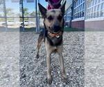 Small Photo #2 German Shepherd Dog-Unknown Mix Puppy For Sale in Forestville, MD, USA
