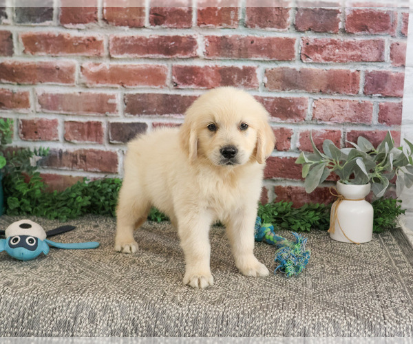 Medium Photo #5 Golden Retriever Puppy For Sale in SYRACUSE, IN, USA