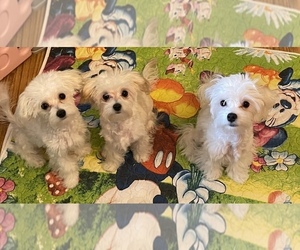 Maltipoo Puppy for sale in LEANDER, TX, USA