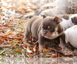 Small Photo #4 Olde English Bulldogge Puppy For Sale in LANCASTER, SC, USA