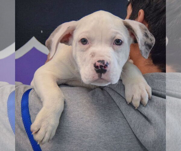 Medium Photo #5 American Bulldog-American Staffordshire Terrier Mix Puppy For Sale in Huntley, IL, USA