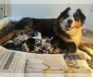 Mother of the Australian Shepherd puppies born on 06/11/2023