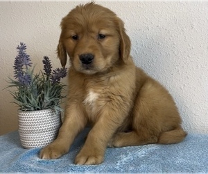 Golden Retriever Dog for Adoption in FRANKLIN, Indiana USA