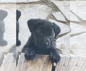 Labrador Retriever Puppy for sale in COMANCHE, TX, USA