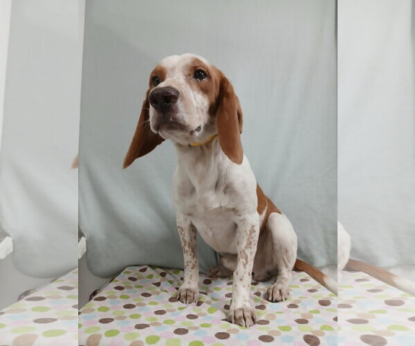 Medium Photo #9 Beagle Puppy For Sale in Murfreesboro, NC, USA