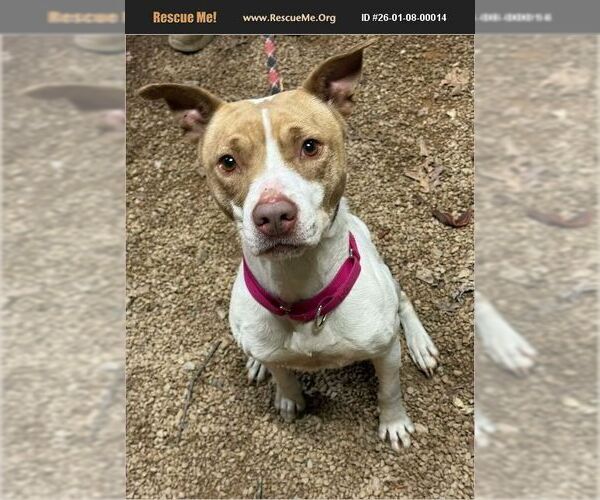 Medium Photo #2 Mutt Puppy For Sale in Benton, PA, USA