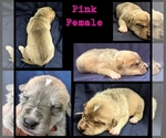Small Photo #7 Wolf Hybrid Puppy For Sale in RICHMOND, KY, USA