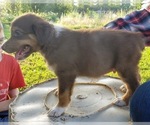Small Photo #2 Australian Shepherd Puppy For Sale in SALLISAW, OK, USA