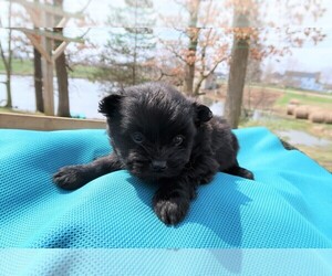 Shiranian Puppy for sale in LANSING, MI, USA