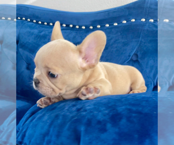 Medium Photo #57 French Bulldog Puppy For Sale in SCREVEN, GA, USA