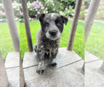Small #1 Mutt