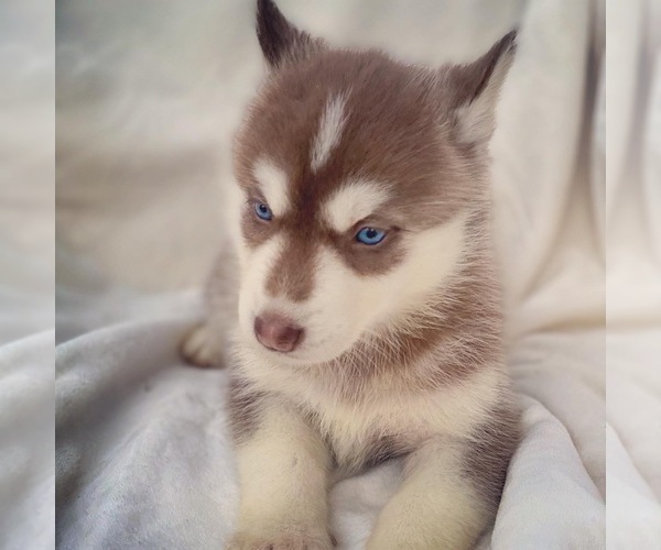 Medium Photo #1 Siberian Husky Puppy For Sale in GARDEN VALLEY, TX, USA