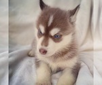 Small Photo #1 Siberian Husky Puppy For Sale in GARDEN VALLEY, TX, USA
