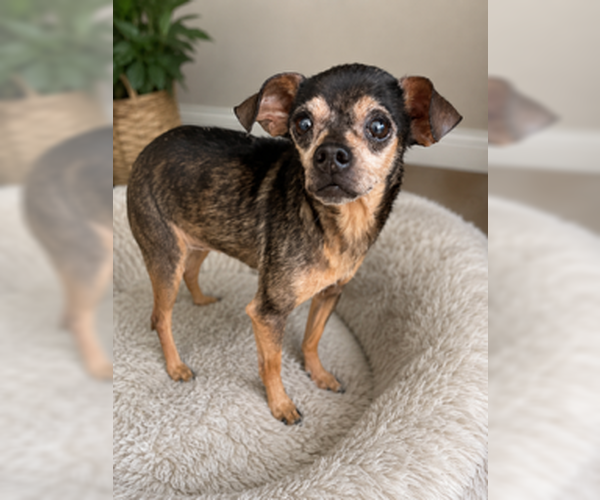 Medium Photo #2 Chihuahua Puppy For Sale in San Diego, CA, USA