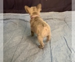 Small #3 French Bulldog