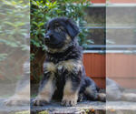 Small Photo #2 German Shepherd Dog Puppy For Sale in OLYMPIA, WA, USA