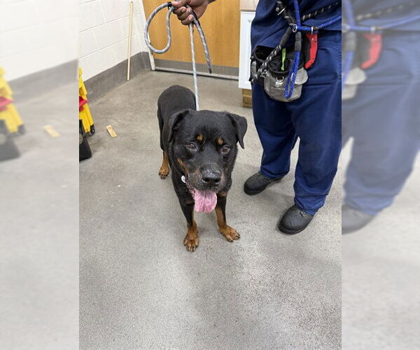 Medium Photo #1 Rottweiler Puppy For Sale in Forestville, MD, USA