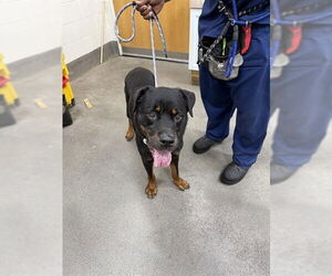 Rottweiler Dogs for adoption in Forestville, MD, USA