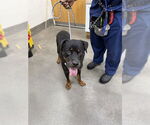 Small Rottweiler