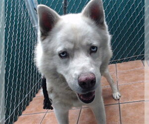Siberian Husky-Unknown Mix Dogs for adoption in Downey, CA, USA