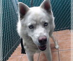 Small Siberian Husky Mix