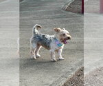 Small #3 Mutt
