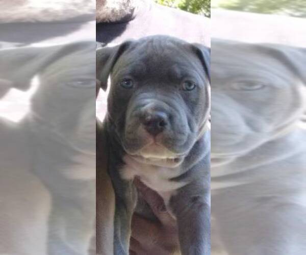 Medium Photo #2 American Pit Bull Terrier Puppy For Sale in NEW CASTLE, DE, USA