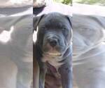 Small Photo #2 American Pit Bull Terrier Puppy For Sale in NEW CASTLE, DE, USA