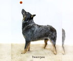 Small #2 Mutt