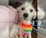 Small #1 Norfolk Terrier Mix