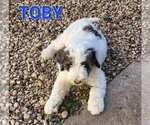Small Photo #1 Sheepadoodle Puppy For Sale in WASHINGTON, IA, USA