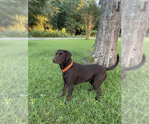 Medium Photo #1 Labrador Retriever Puppy For Sale in EASTMAN, GA, USA