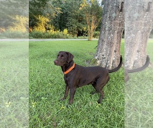 Mother of the Labrador Retriever puppies born on 04/14/2025