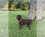 Small Photo #1 Labrador Retriever Puppy For Sale in EASTMAN, GA, USA