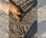 Small Photo #38 Rhodesian Ridgeback Puppy For Sale in MORONGO VALLEY, CA, USA