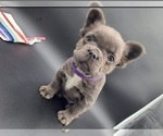 Small Photo #2 French Bulldog Puppy For Sale in TOPEKA, IN, USA