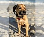 Small #1 Mastiff Mix