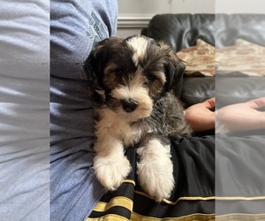 Havanese Puppy for sale in GILLETT, PA, USA