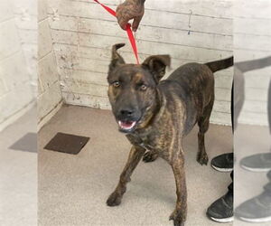 Mutt Dogs for adoption in San Bernardino, CA, USA