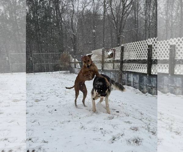 Medium Photo #4 Doberman Pinscher-Unknown Mix Puppy For Sale in Randleman , NM, USA